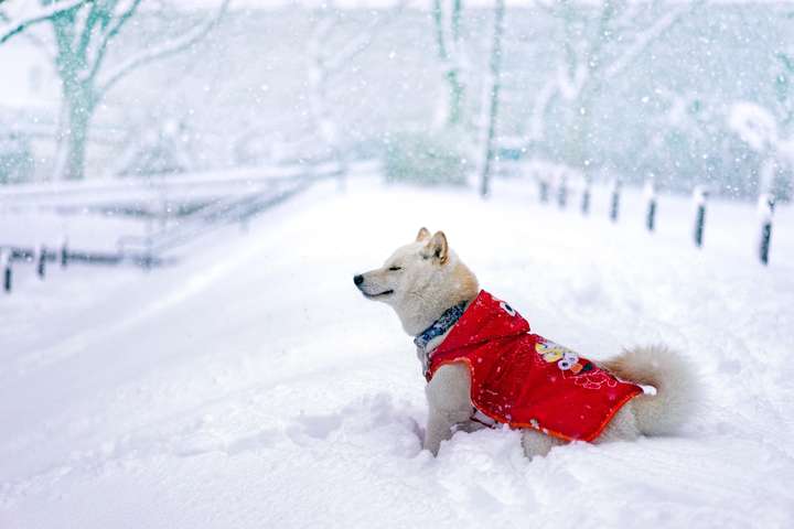 描写冬天的诗句：夜深知雪重，时闻折竹声。