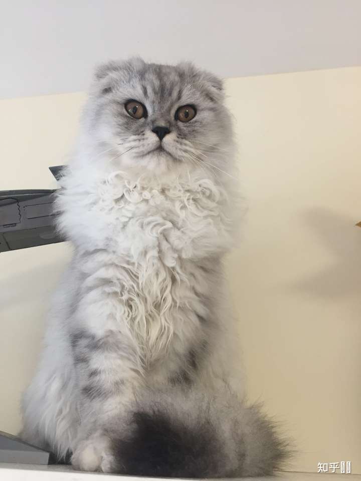 请问我家的猫耳朵为什么这么小,耳朵没有往前折,应该不是折耳,是飞机