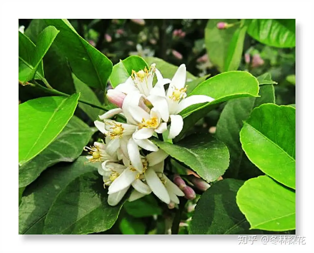 12月2日的生辰花 柠檬花 知乎