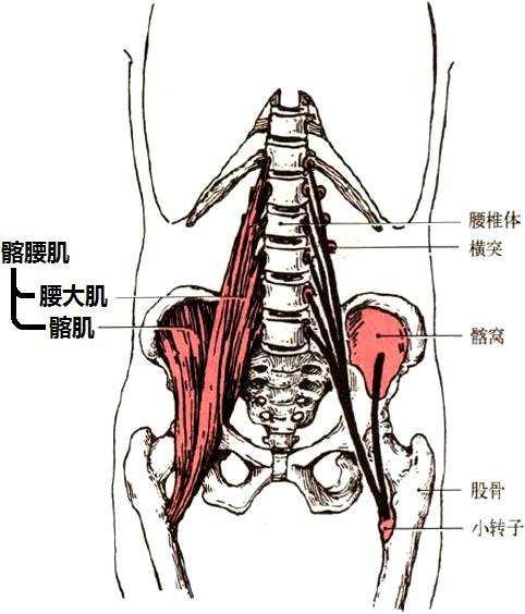 腰部的位置示意图图片