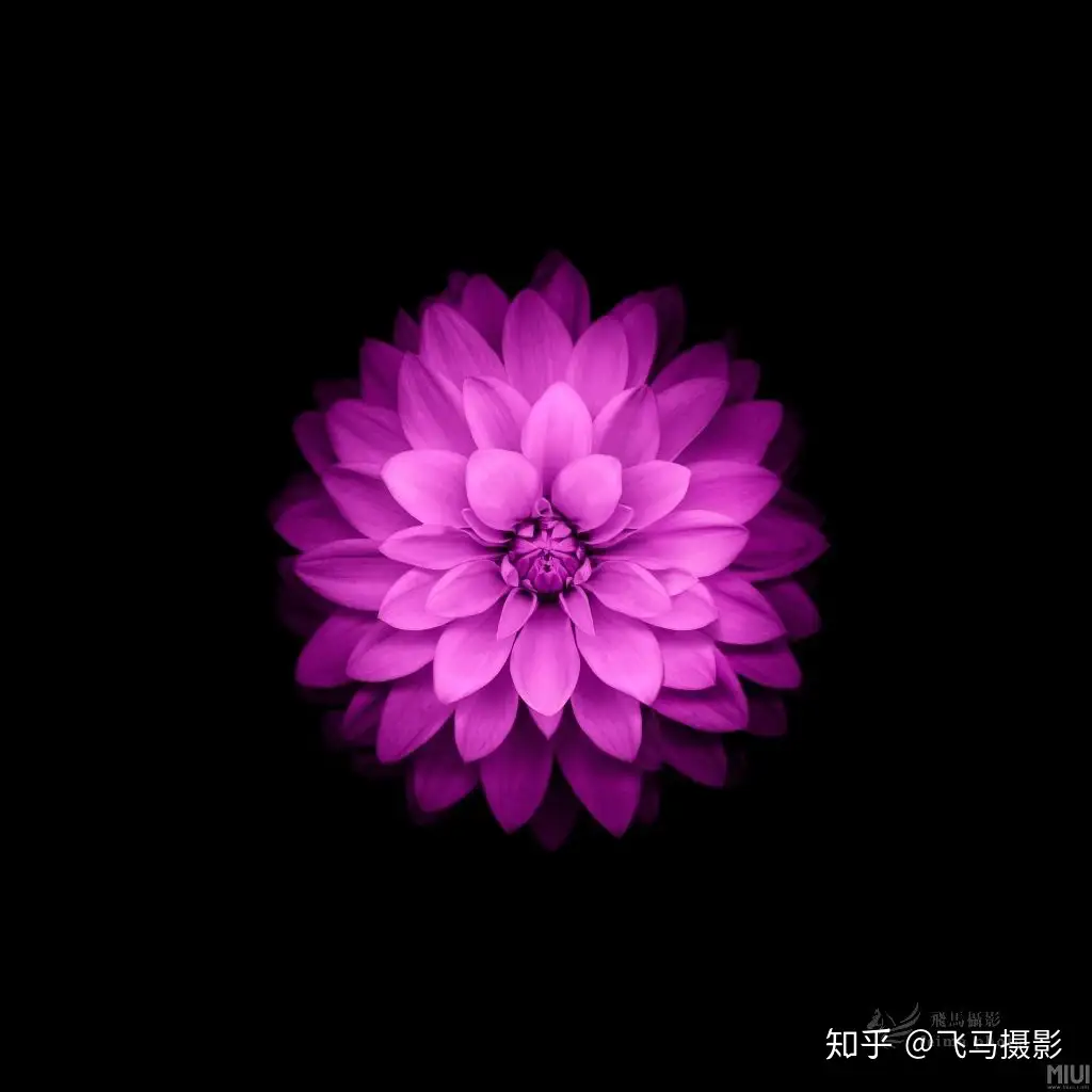 轻松拍摄黑色背景的花卉照片 知乎