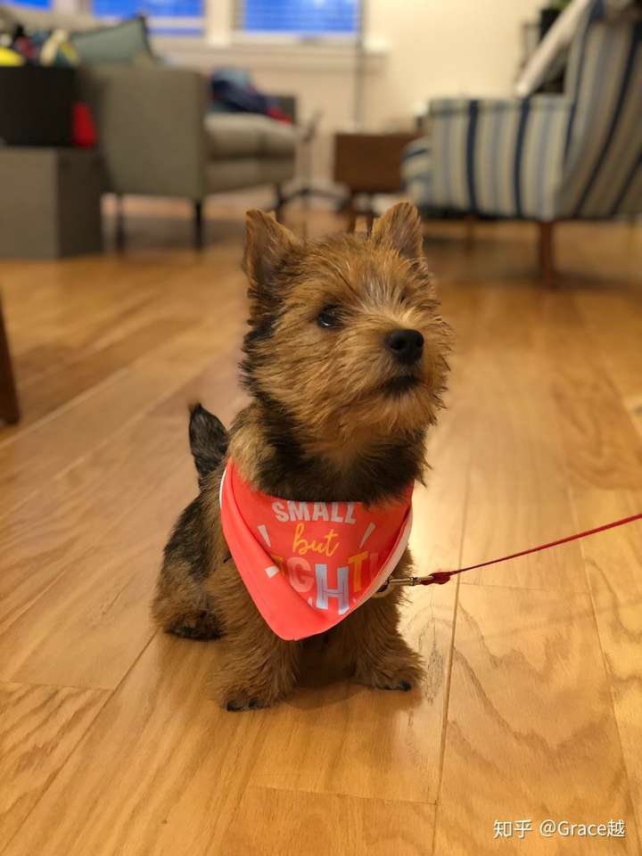 养一只诺里奇梗诺维茨梗norwichterrier是什么感受