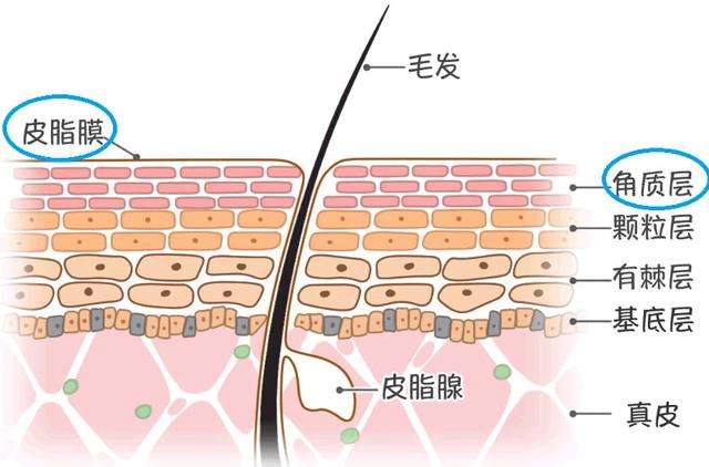 你能不能 去角质 知乎 你能不能 去角质 知乎