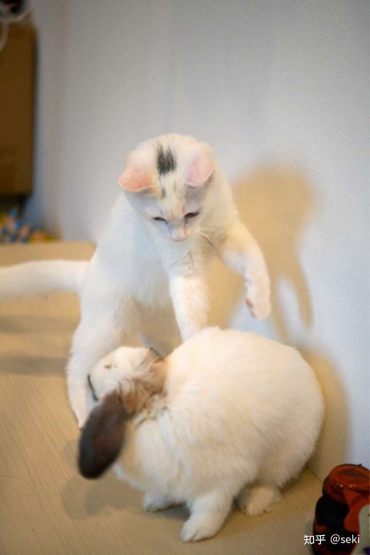 猫咪会打兔子吗?