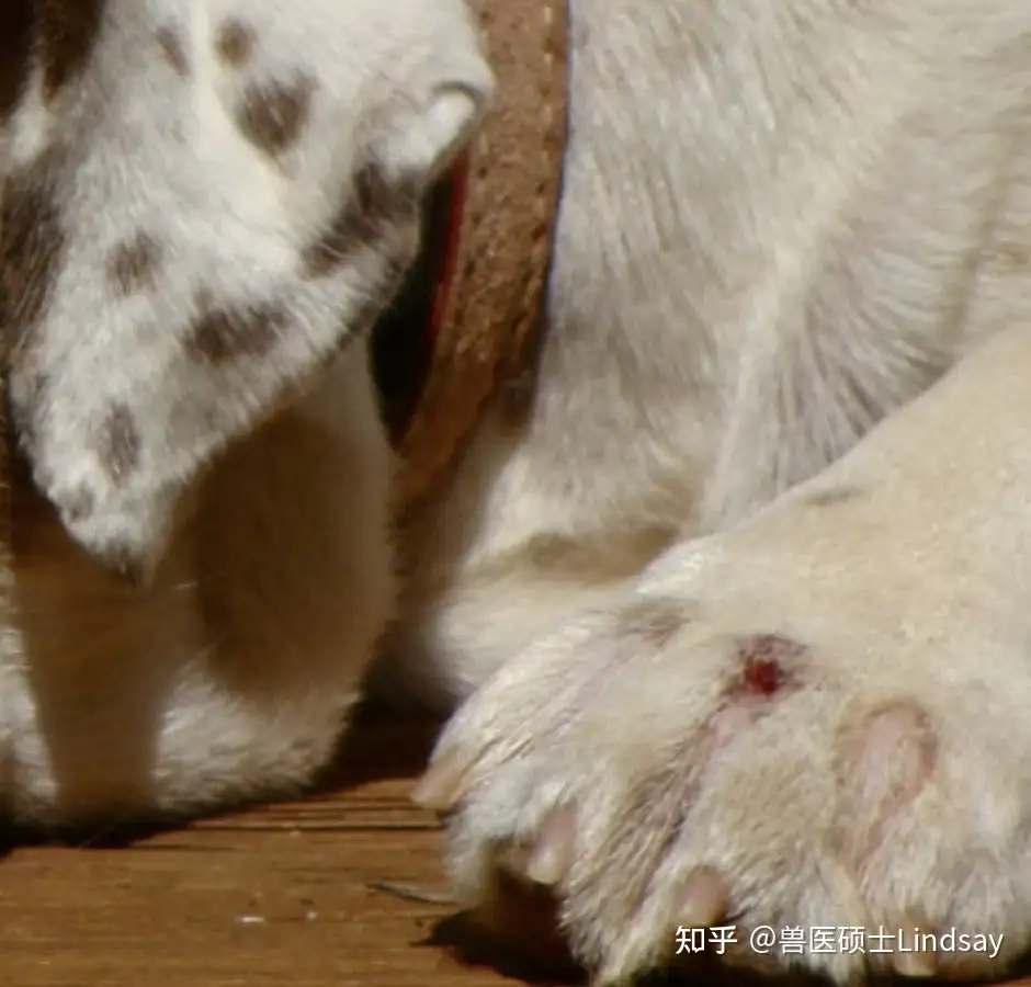 犬趾间疖病 趾间囊肿 知乎