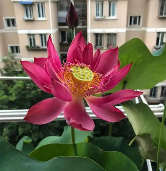 碗莲可以一直水养吗莲商会(碗莲用水一直养能活吗)
