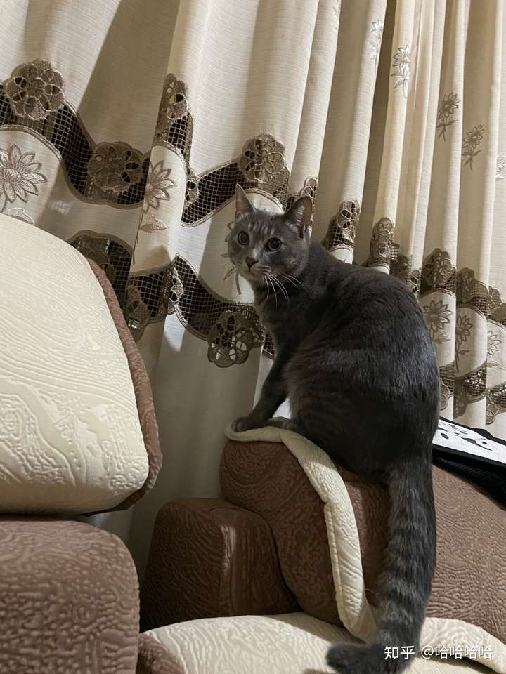 灰色狸花猫罕见吗 菠萝蜜 中国新闻评论门户网站