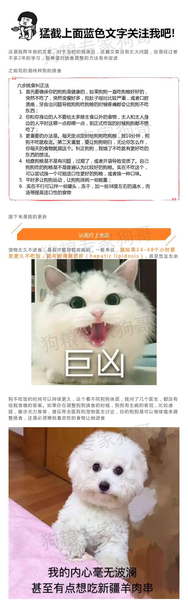 夏天到了 猫狗不爱吃饭了 这6个小技巧来拯救你 知乎