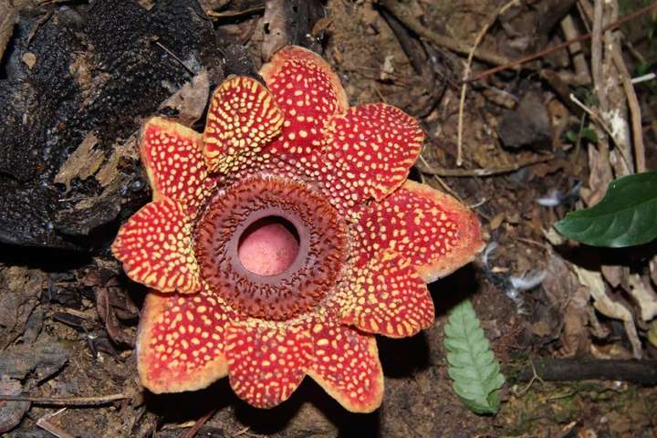 寄生花长什么样现在还存在吗