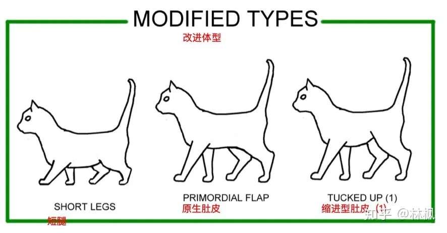 猫咪体型 毛发和身体各部位种类汇总表 知乎