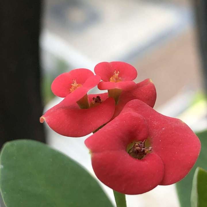 虎刺梅怎么养(虎刺梅的养护大全)插图(1) 虎刺梅怎么养(虎刺梅的养护大全)插图(1)