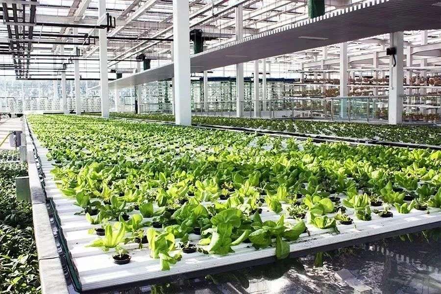 新农民技术贴 三 植物工厂的水培系统 知乎