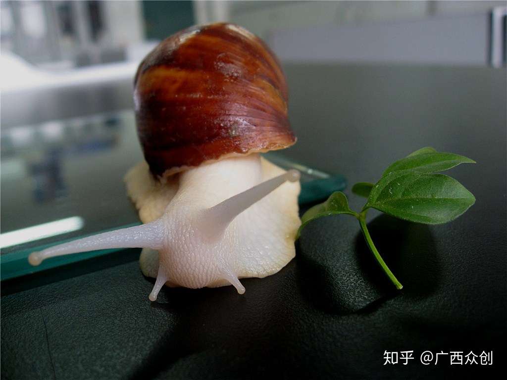 广西众创农业蜗牛产卵后要注意分箱孵化 知乎 广西众创农业蜗牛产卵后要注意分箱孵化 知乎