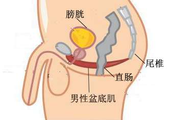 怎麼鍛鍊pc肌