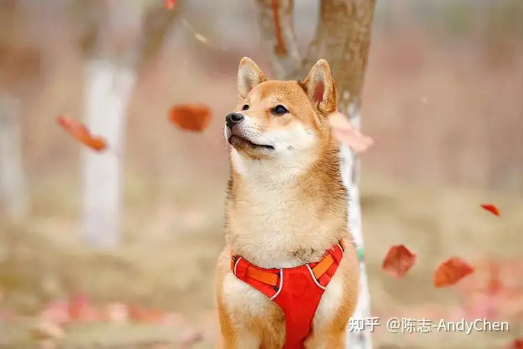 盘点豆柴的特点，看完这些后，你再决定买不买豆柴吧！ - 知乎