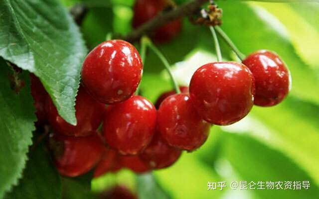 樱桃施肥用什么肥料 樱桃如何快速膨大 樱桃靓果上色膨大素用 调色师 知乎