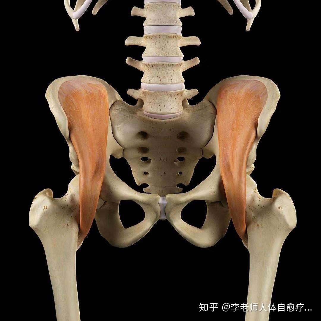 骨盆位置图片真人图图片