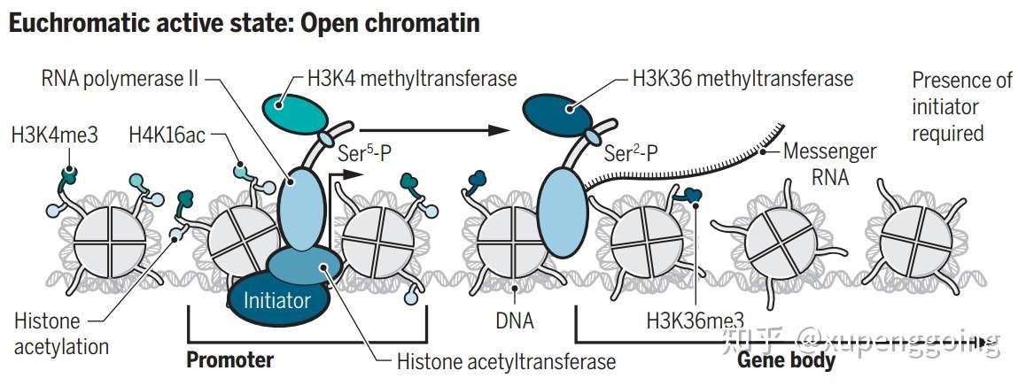 表观遗传系列 哪些组蛋白修饰可遗传 知乎