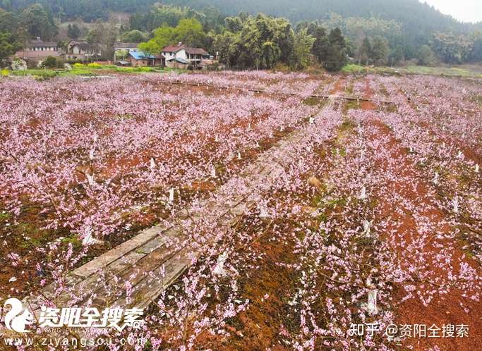 桃花朵朵开 雁江等你来 桃花节活动在九曲禾川 心语 知乎