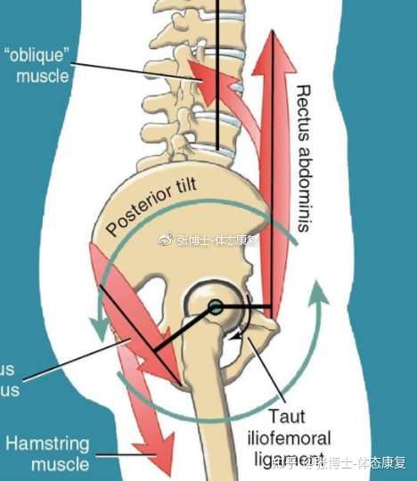 体态矫正 骨盆后倾的形成原因与矫正训练 知乎