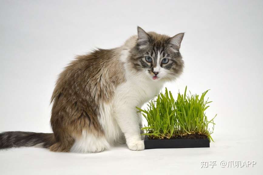 猫草是什么 猫草有什么用 知乎