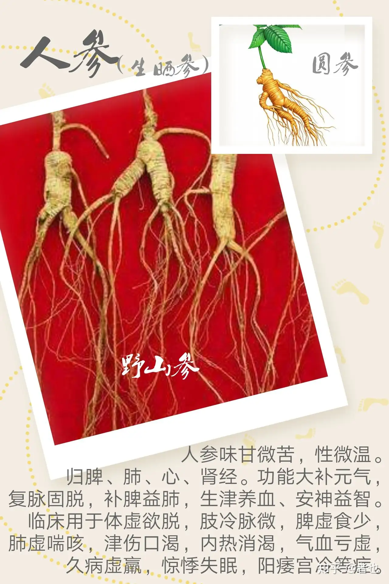 人参 生晒参 红参 高丽参 西洋参 不可乱吃 知乎