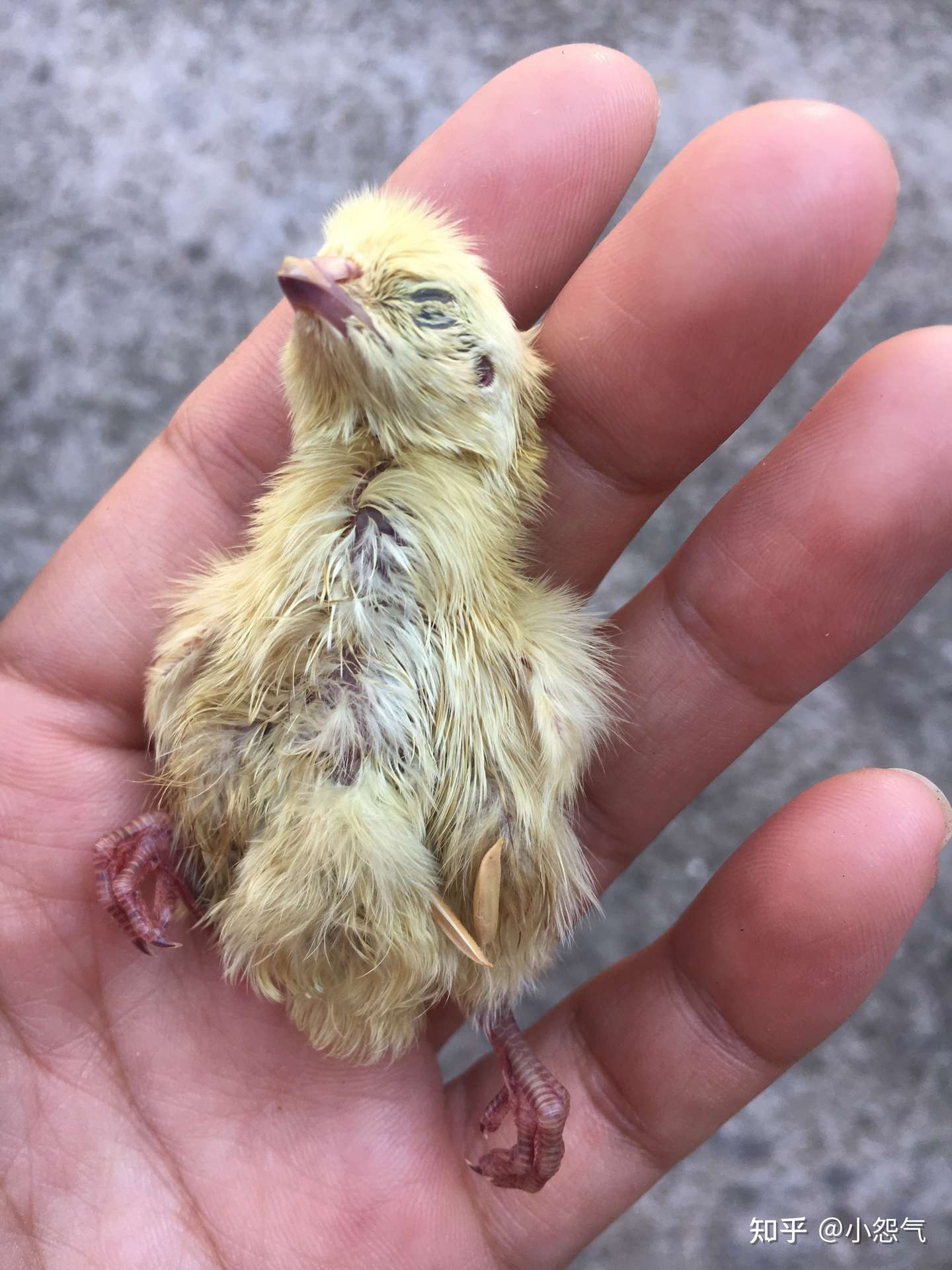 佛性孵化白沙维鹌鹑 21 10 26更新 满月 知乎 佛性孵化白沙维鹌鹑 21 10 26更新 满月 知乎