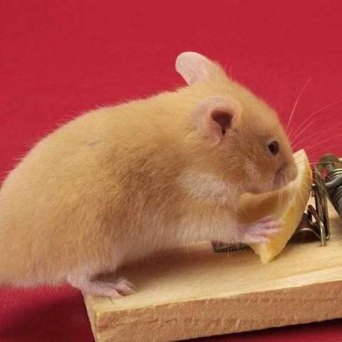 黄金鼠