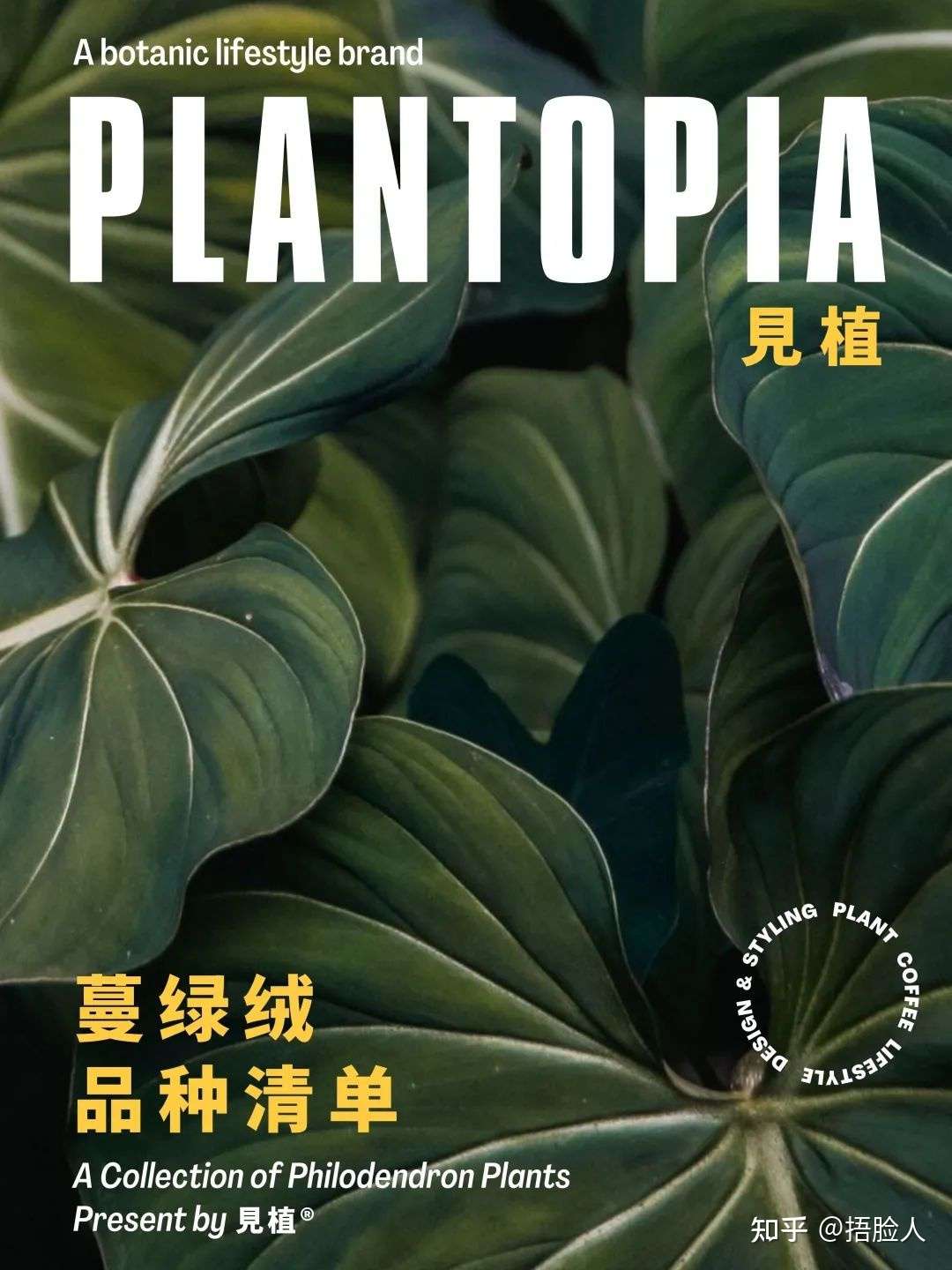 搞定蔓绿绒 知乎