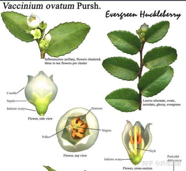 看看叶子是不是单叶互生. 虽然有的品种叶子有锯齿,但是感觉不像.