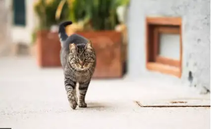 十 野猫与流浪猫一样吗 中 12 13 知乎 十 野猫与流浪猫一样吗 中 12 13 知乎