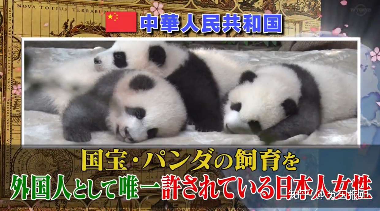 为到中国亲手养熊猫 日本妹子苦练四川话 终圆铲屎梦 知乎