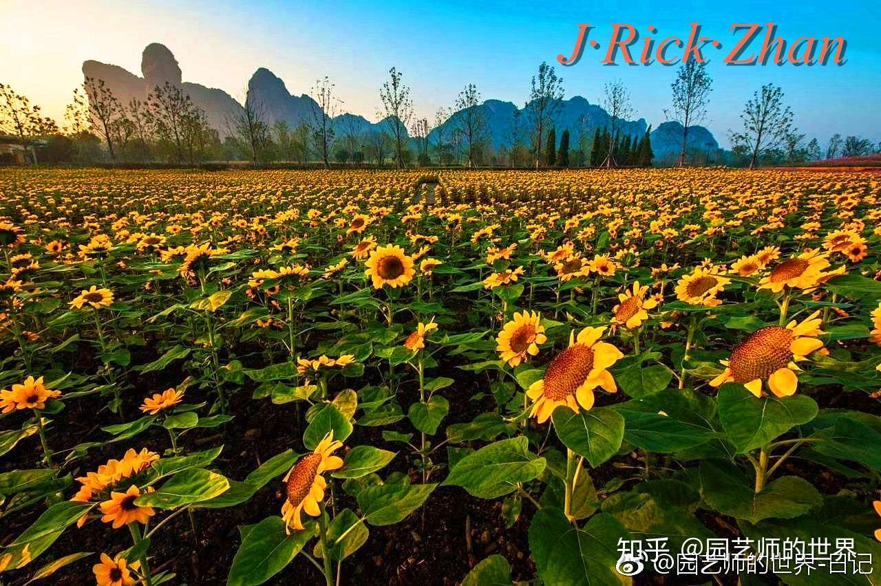 籽播草花栽培与养护管理技术要点 知乎