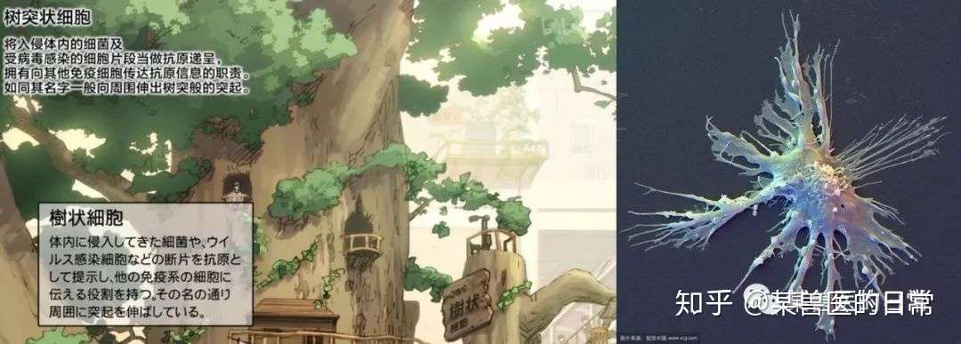 细胞也能拟人化 超萌七月新番 工作细胞 了解体内发生的故事 知乎