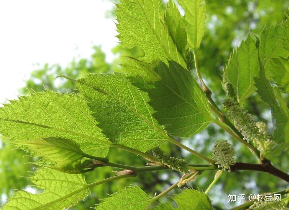 村宝网 桑葚春季进行摘心 抑制新梢 能增产增量 知乎 村宝网 桑葚春季进行摘心 抑制新梢 能增产增量 知乎