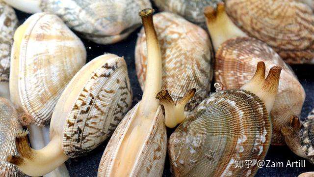 沿海旅行知识1 关于各种贝类的名字 区别 产地 吃法 全 知乎