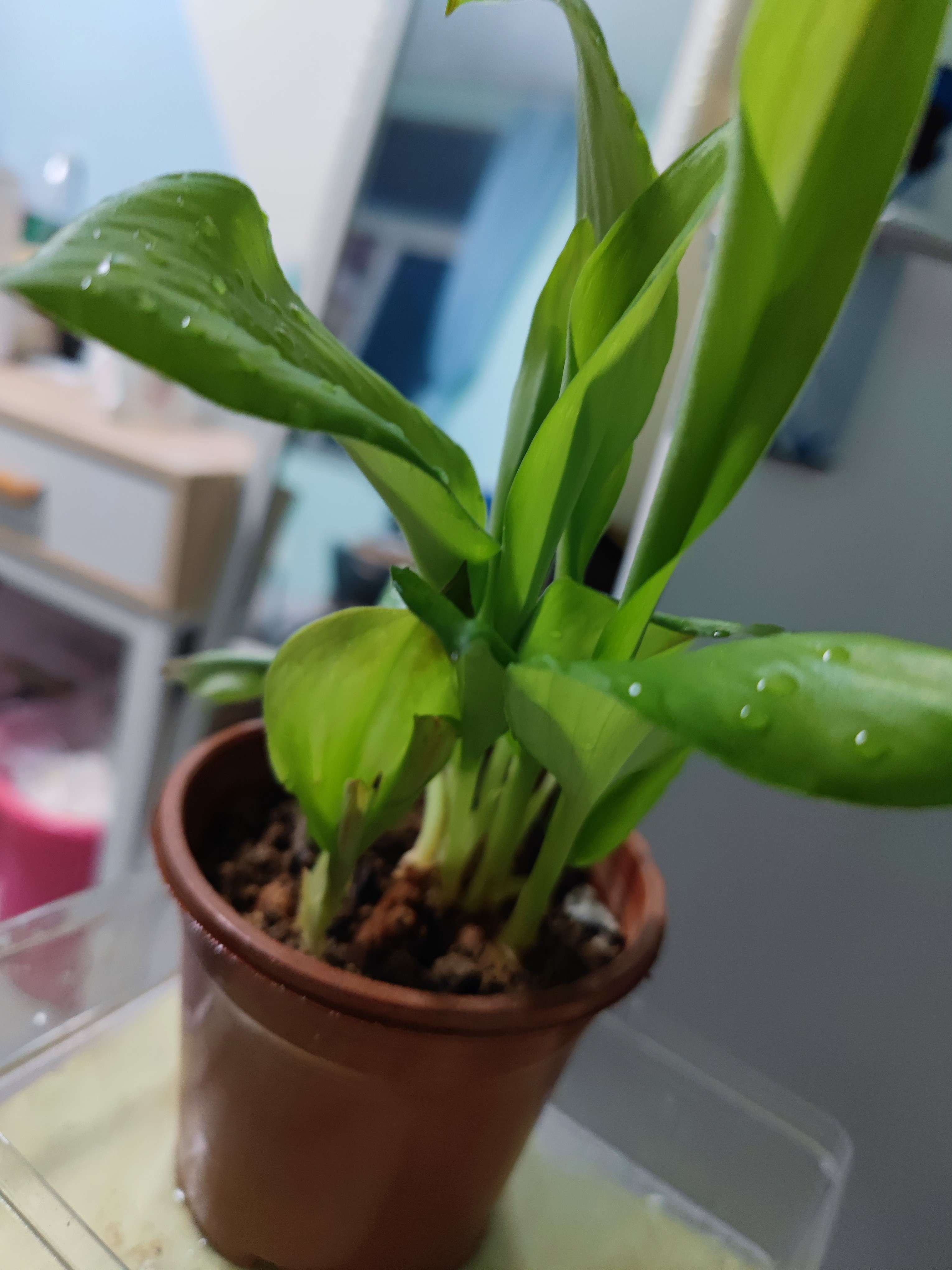 爱法律的小能人 的想法: 沙姜没吃完发芽 了,种在盆里还挺旺盛