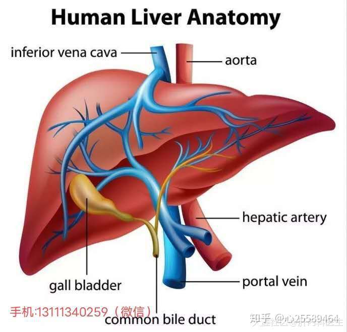 顽固性肝腹水的原因 知乎