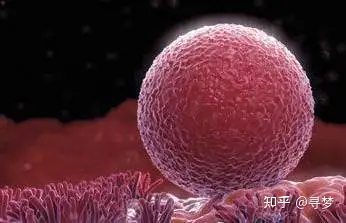 上海试管婴儿（什么情况下需要供卵助孕？）