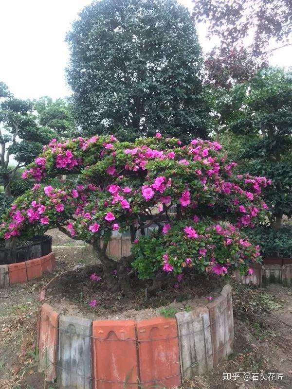 4种盆栽 寿命 超长 1盆能养几十年 摆在门口当作 传家宝 知乎