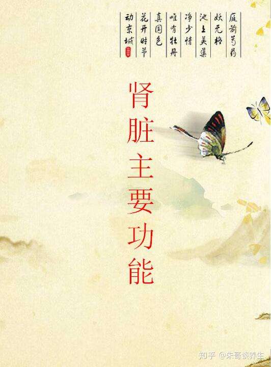 肾脏的功能有哪些?