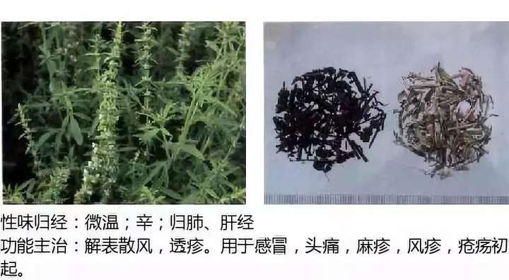 500余种中草药图  第15张