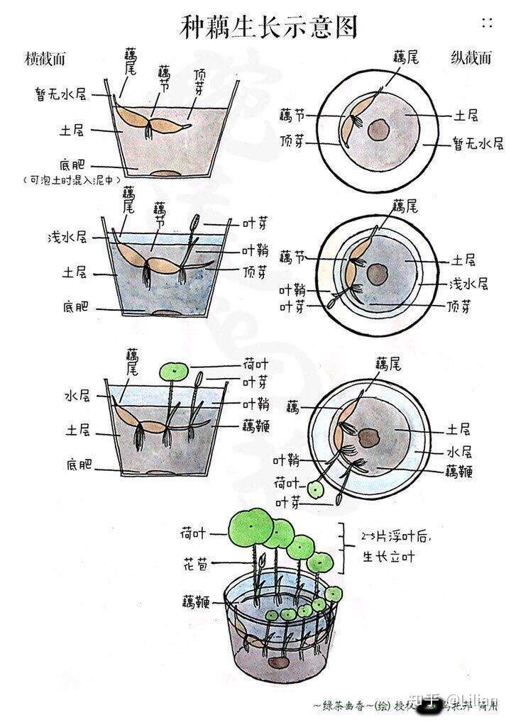 想知道这是碗莲的种子吗?