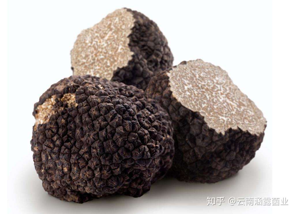 2020黑松露多少钱一斤 最新黑松露价格 知乎