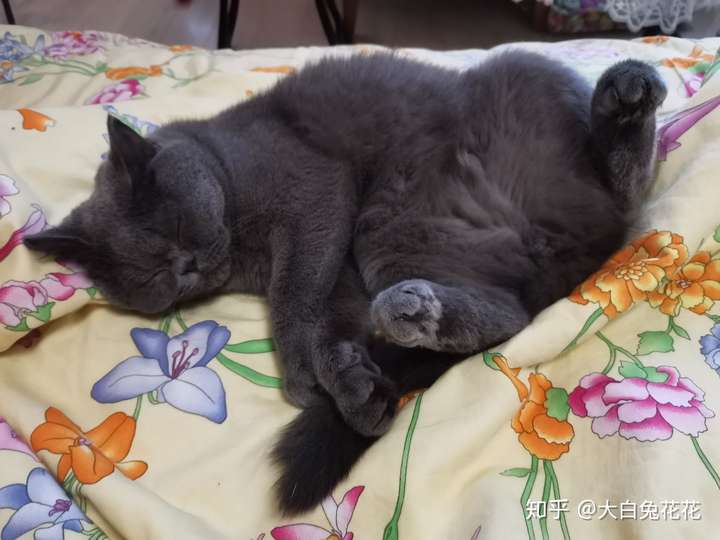 你们的蓝猫全身趴直了睡觉吗?