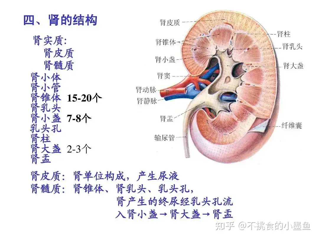 人体解剖学知识点整理（四） - 知乎