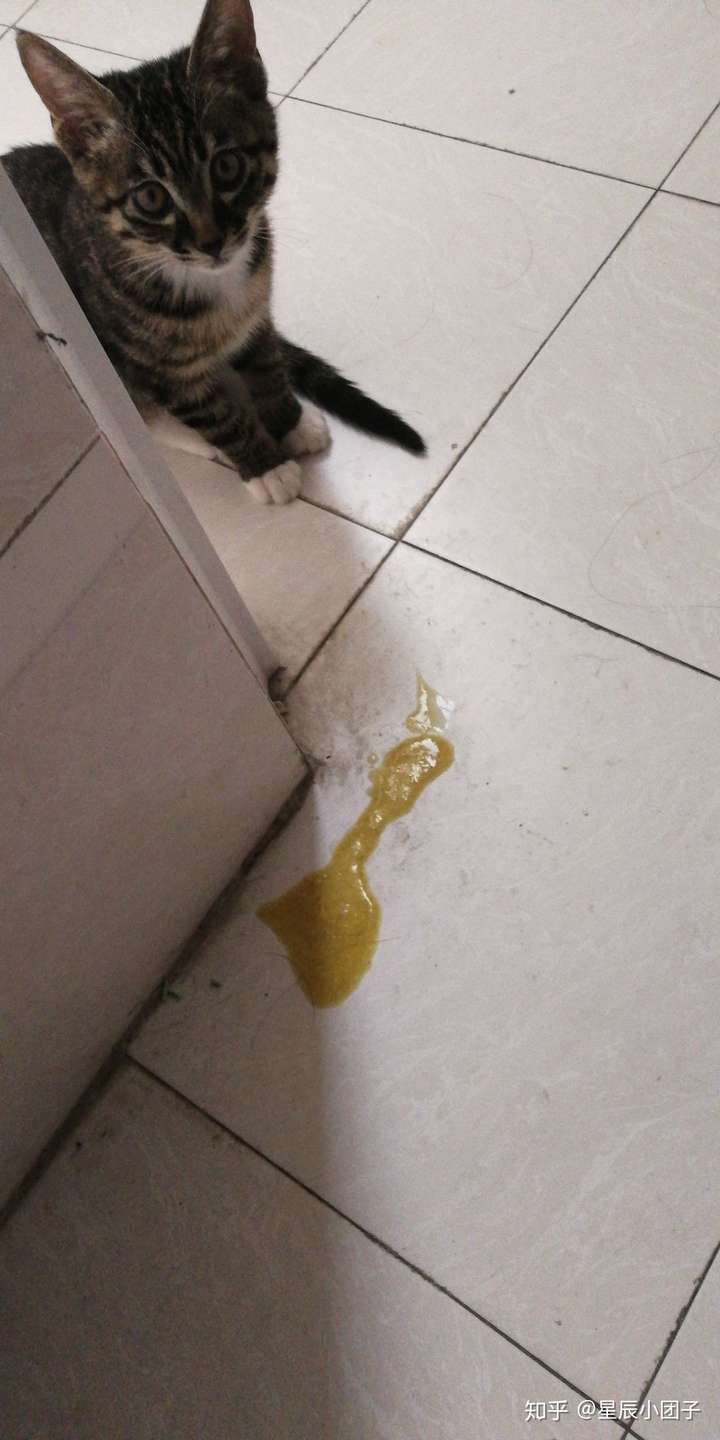 三个月猫咪突然呕吐