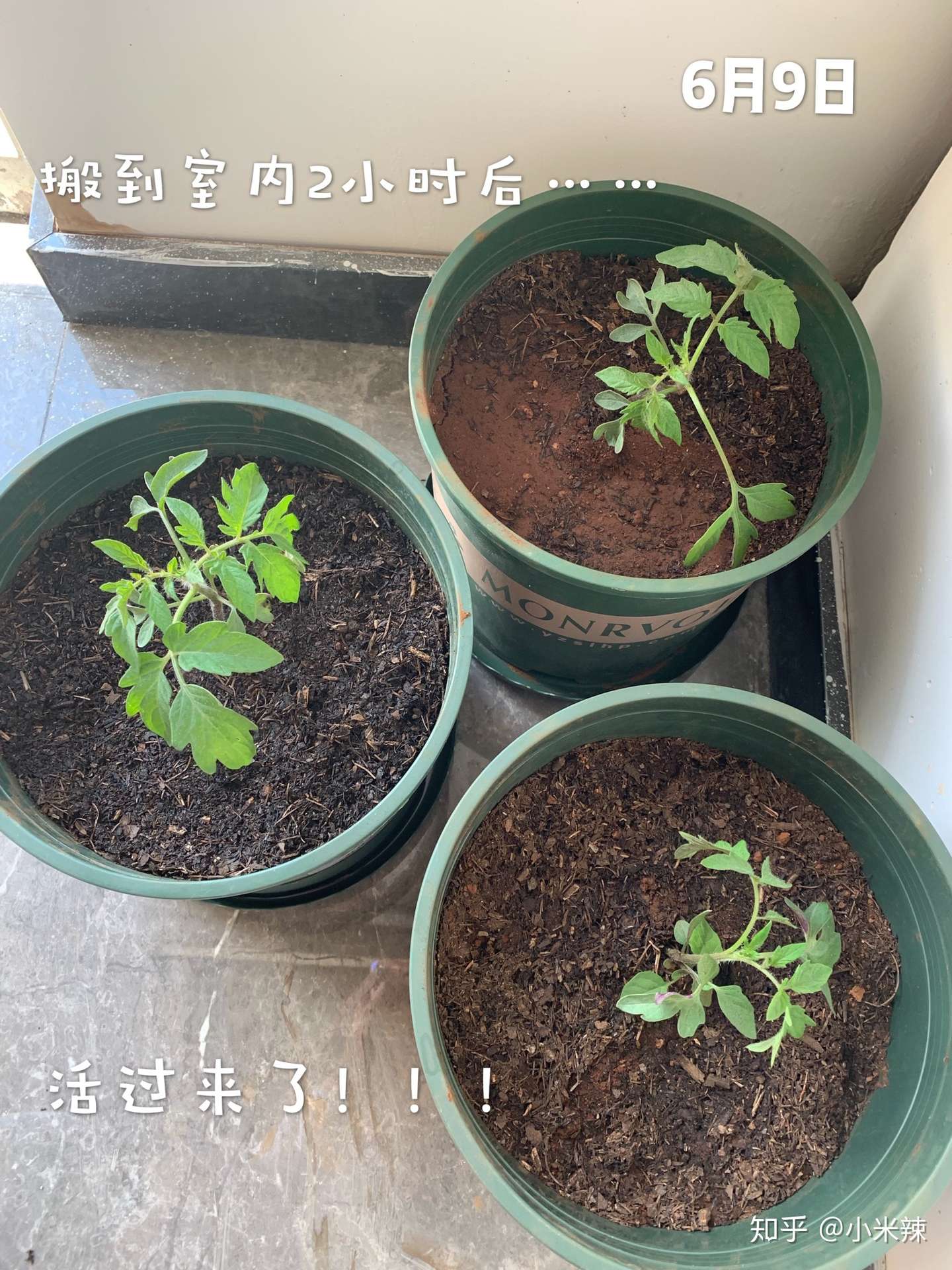 盆栽蔬菜种植攻略 知乎