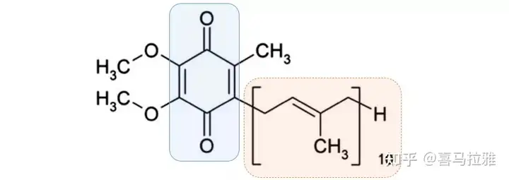 关于辅酶Q10，你至少需要知道这5点