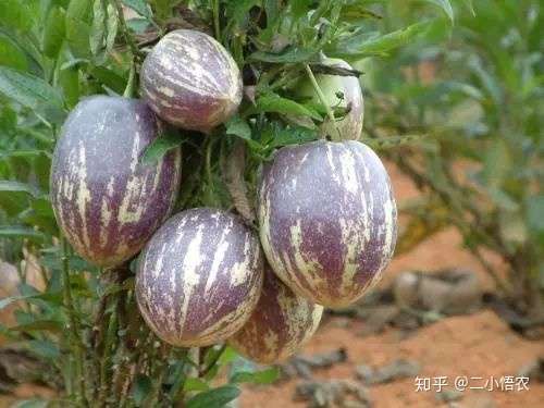 人参果的种植技术 知乎